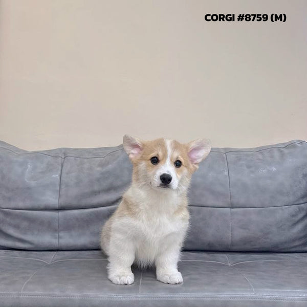 Corgi - 8759 (M)