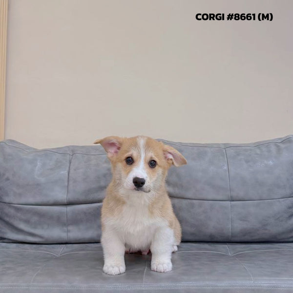 Corgi - 8661 (M)