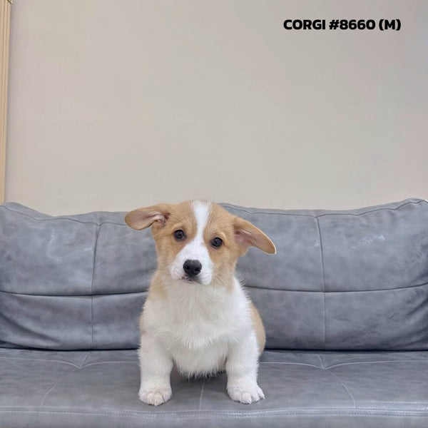 Corgi - 8660 (M)