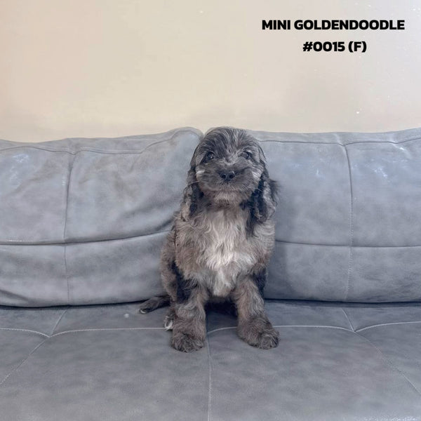 Mini Goldendoodle - 0015 (F)