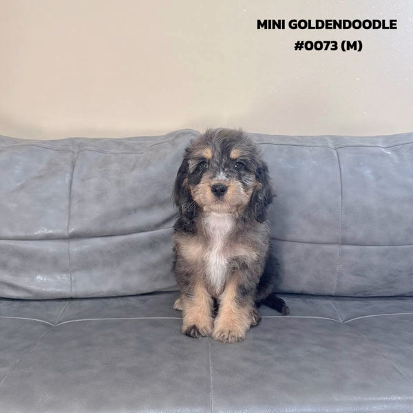 Mini Goldendoodle - 0073 (M)