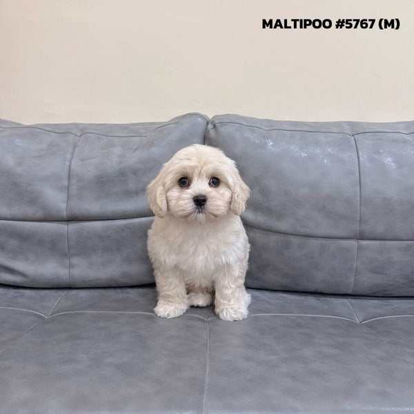 Maltipoo - 5767 (M)