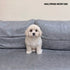 Maltipoo - 5767 (M)