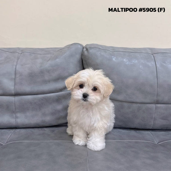 Maltipoo - 5905 (F)