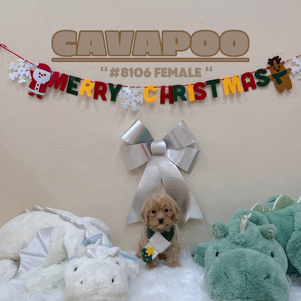 Cavapoo - 8106 (F)