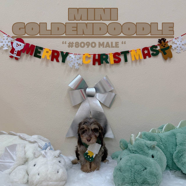 Mini Goldendoodle - 8090 (M)