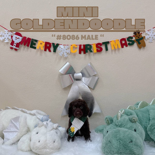 Mini Goldendoodle - 8086 (M)