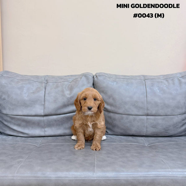 Mini Goldendoodle - 0043 (M)