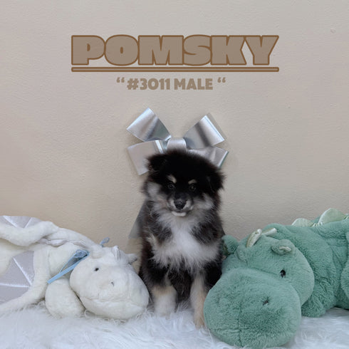 Pomsky - 3011 (Male)