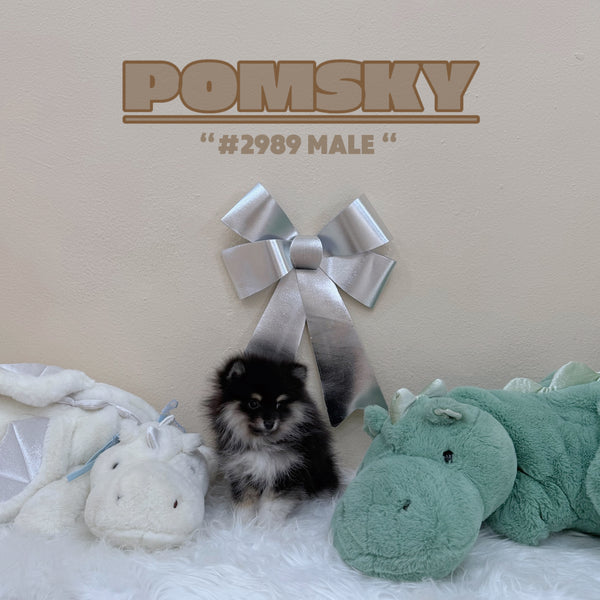 Pomsky - 2989 (Male)