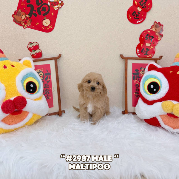 Maltipoo - 2987 (Male)