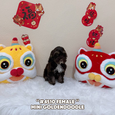 Mini Goldendoodle - 4510 (Female)