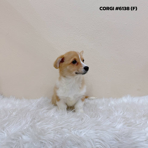 Corgi - 6138 (F)