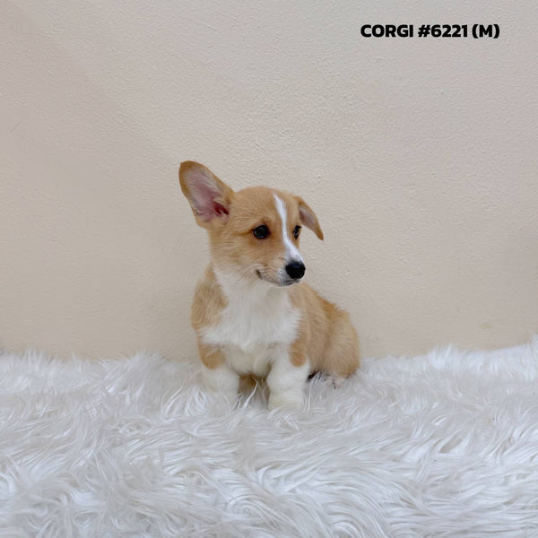Corgi - 6221 (M)
