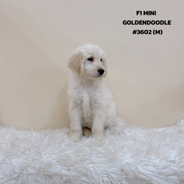 F1 Mini Goldendoodle - 3602 (M)