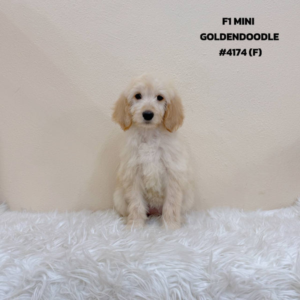 F1 Mini Goldendoodle - 4174 (F)