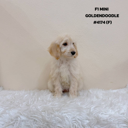F1 Mini Goldendoodle - 4174 (F)