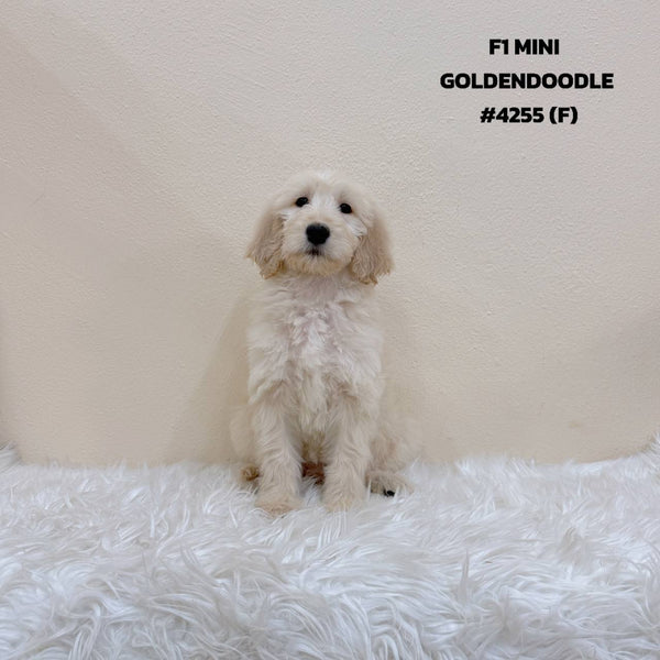 F1 Mini Goldendoodle - 4255 (F)
