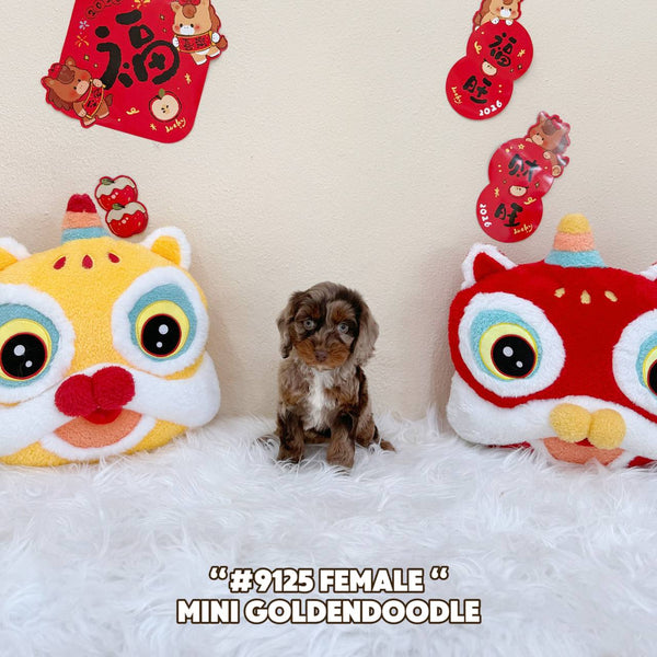 Mini Goldendoodle - 9125 (Female)