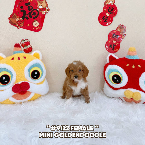 Mini Goldendoodle - 9122 (Female)
