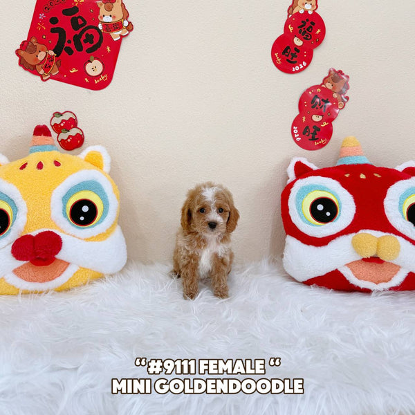 Mini Goldendoodle - 9111 (Female)