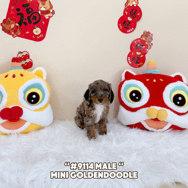 Mini Goldendoodle - 9114 (Male)