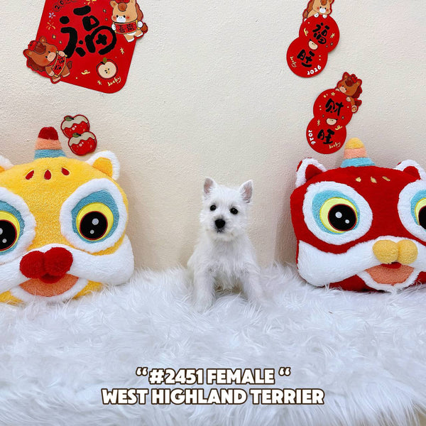 Westie “West Highland Terrier” - 2451 (Female)