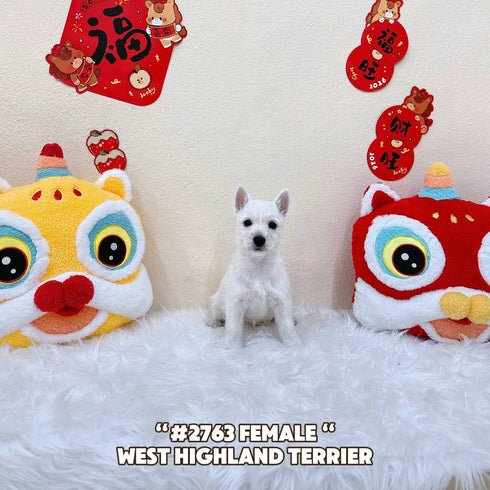 Westie “West Highland Terrier” - 2763 (Female)