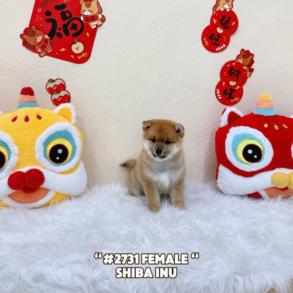 Shiba Inu - 2731 (Female)