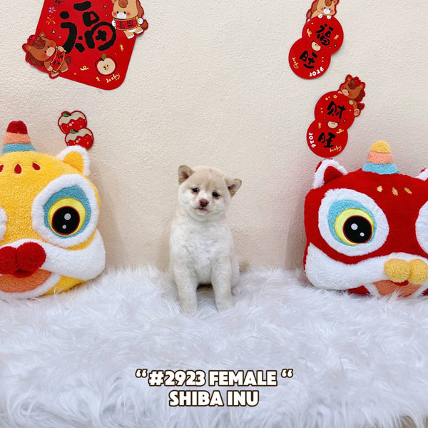 Shiba Inu - 2923 (Female)