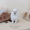 Pomsky - 0649 (Male)
