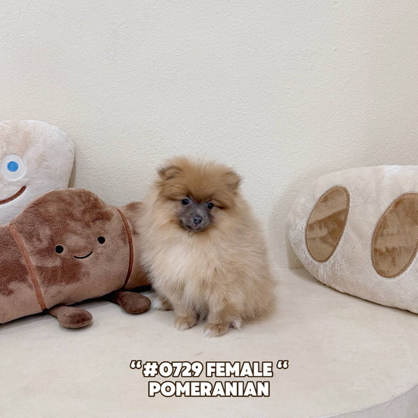 Pomeranian - 0729 (Female)