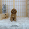 Cavapoo - 8145 ♀