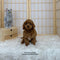 Cavapoo - 8135 ♂