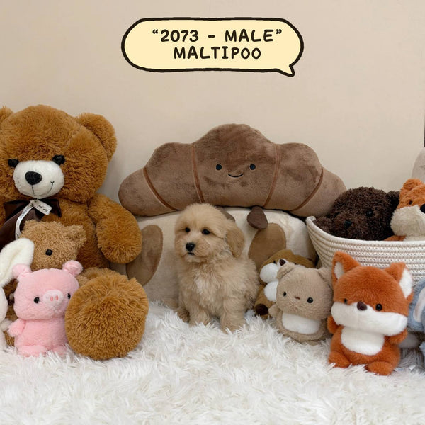 Maltipoo – Male | 2073