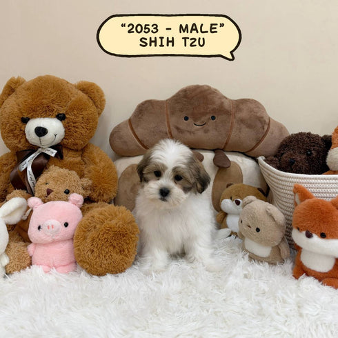 Shih Tzu – Male | 2053