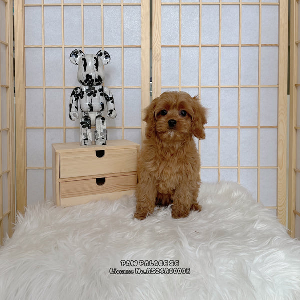 Cavapoo - 8146 ♀