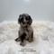 Mini Goldendoodle - 9238 (M)