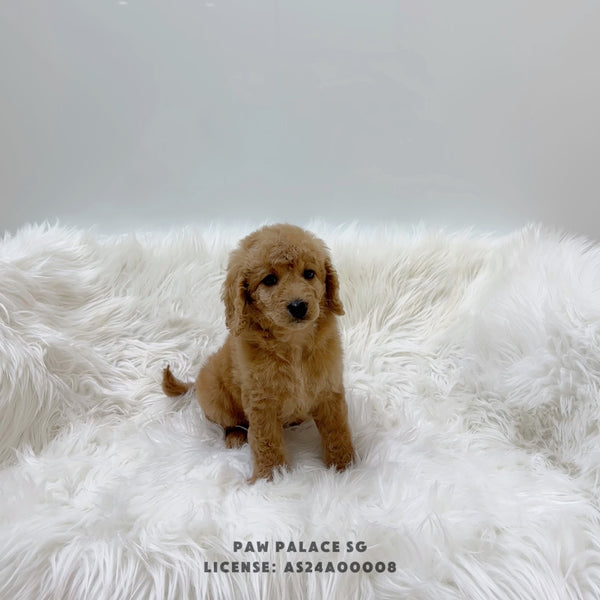 Poodle X - 7114 (M)