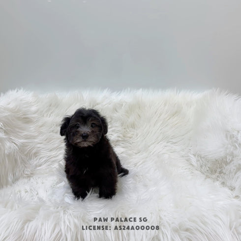 Maltipoo - 8222 (F)