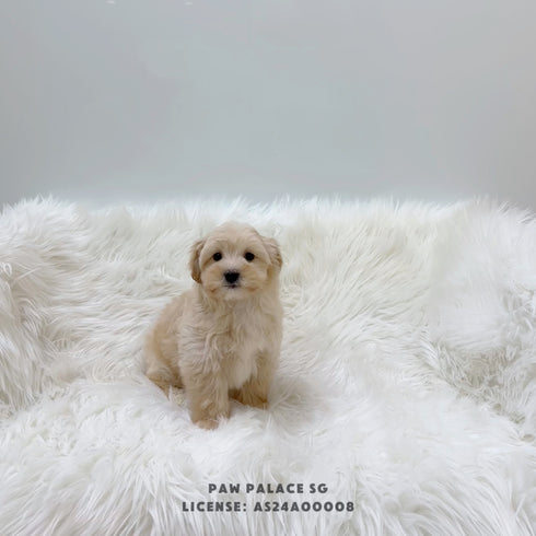 Maltipoo - 8337 (M)