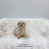 Maltipoo - 8337 (M)