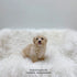 Maltipoo - 8337 (M)