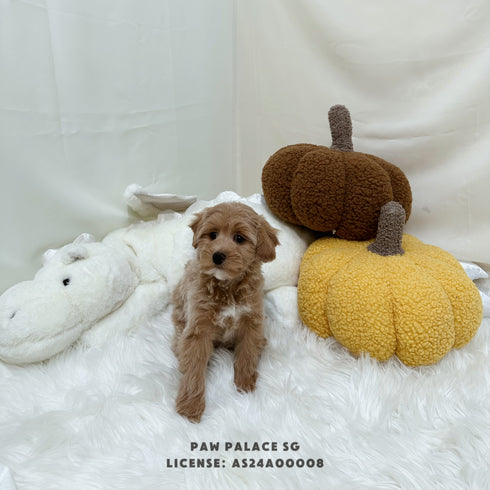 Maltipoo - 9241 (M)