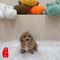 Maltipoo - 8105 (M)