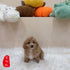 Maltipoo - 8105 (M)
