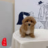 Maltipoo - 8105 (M)