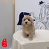Maltipoo - 8185 (M)