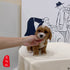 Cavapoo - 3130 (F)