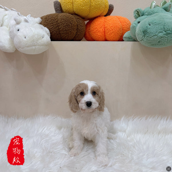 Cavapoo - 8193 (F)